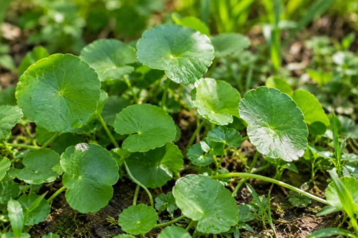 Brahmi leaves benefits represented by fresh Centella asiatica leaves